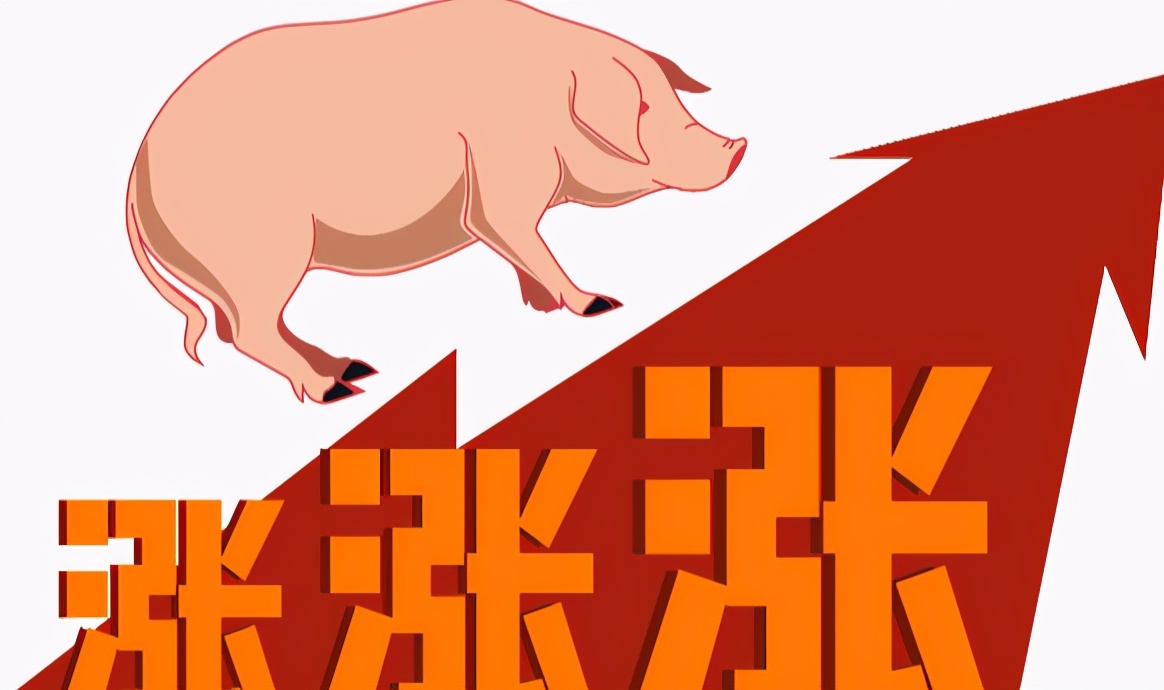 1月6日10公斤仔猪价格，仔猪连涨5周，上涨关键在三元母猪？