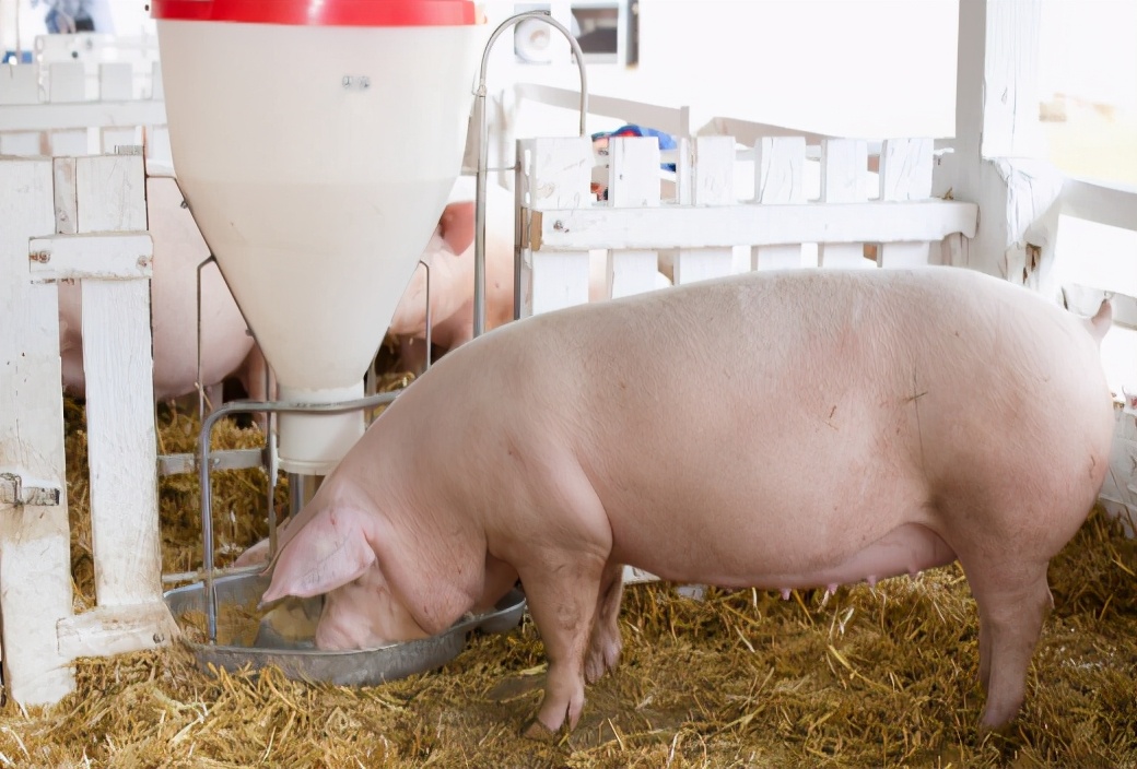 1月7日15公斤仔猪价格，仔猪市场“瞬息万变”，养猪仍可期？