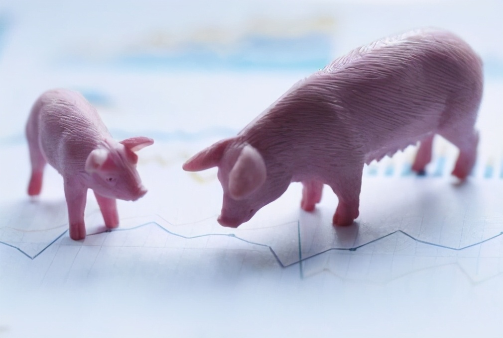 1月7日15公斤仔猪价格，仔猪市场“瞬息万变”，养猪仍可期？