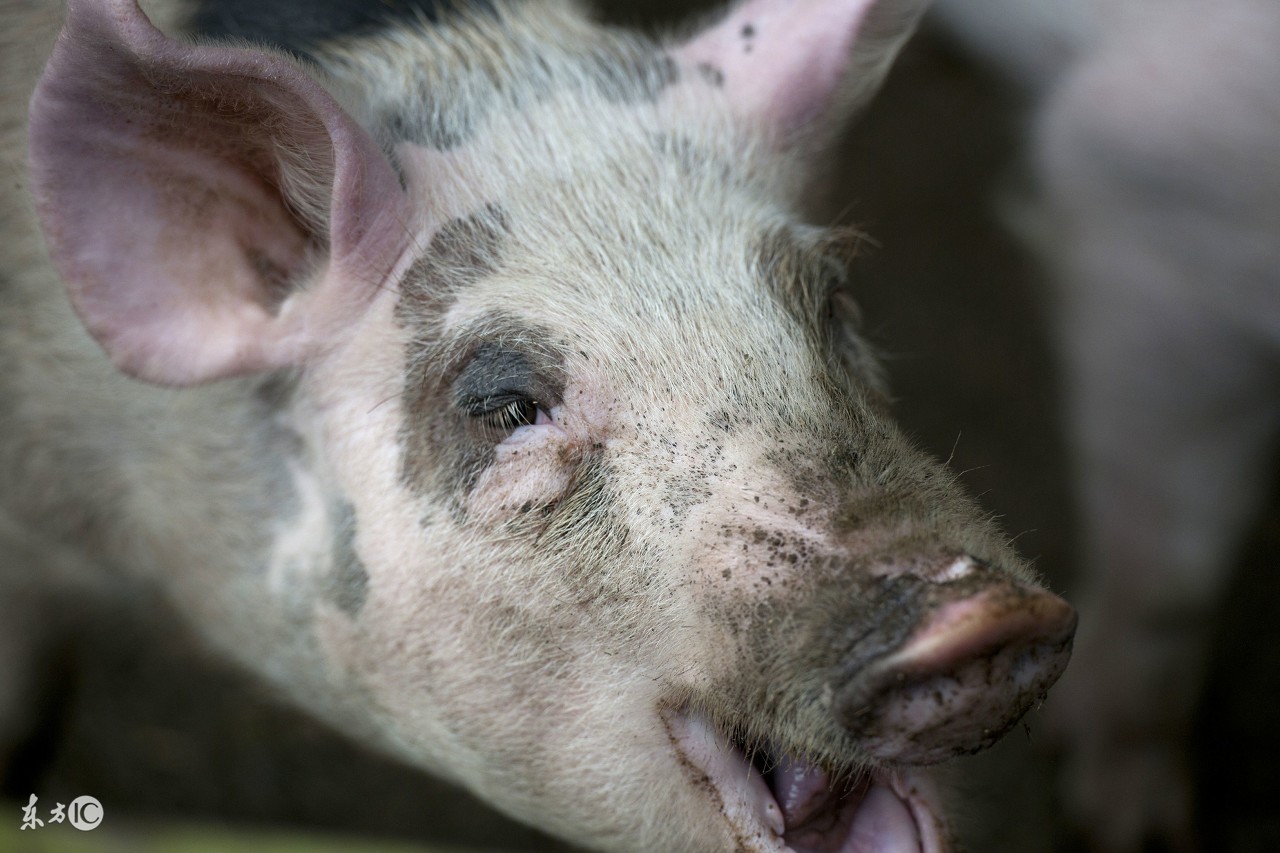 猪场繁育技术：仔猪断奶有哪些窍门？养殖专家告诉你！