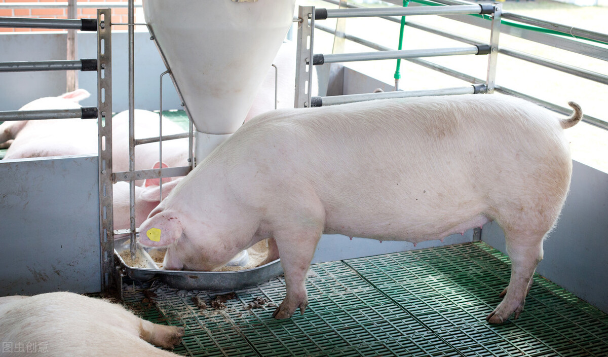 中小散户：2020靠养猪脱贫，2021成本之争下如何不返贫？