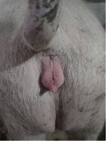 后备母猪水门一直红肿，不发情。