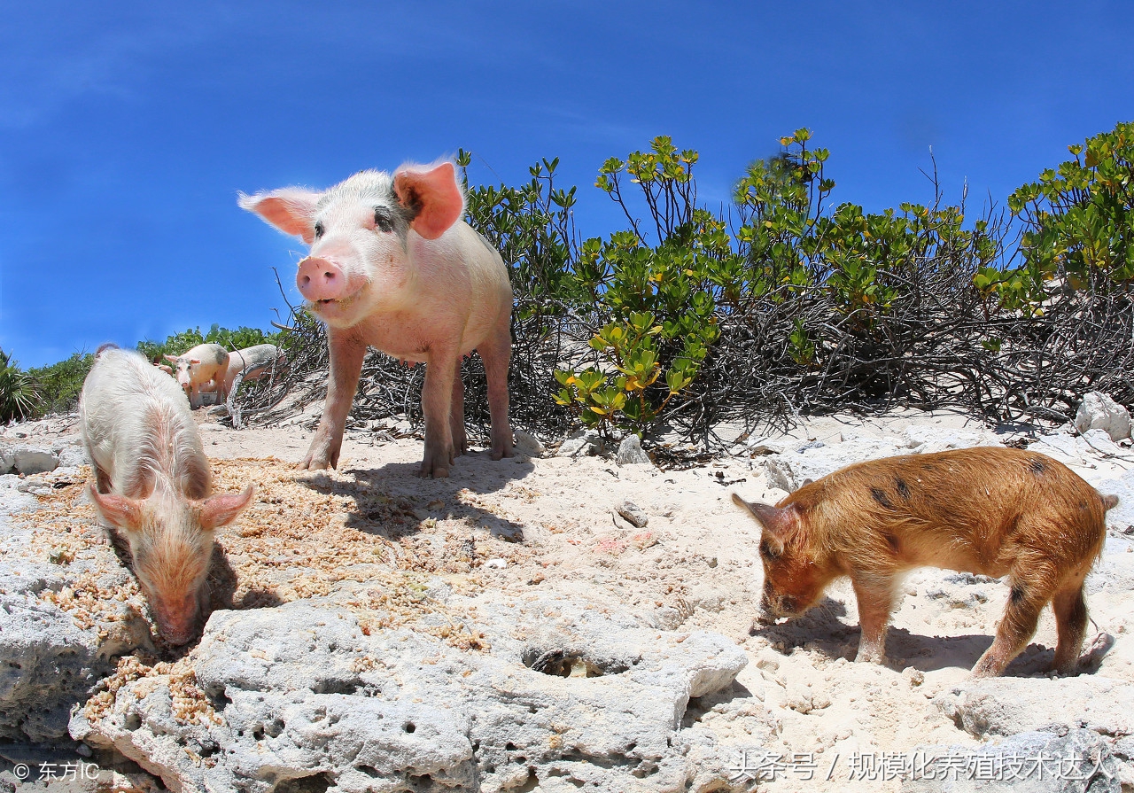 比较科学的小猪，中猪，大猪，饲料营养配方！霉菌毒素危害的主要表现