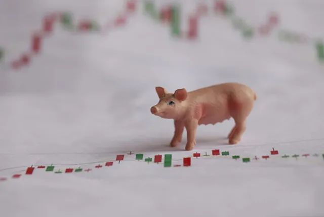 1月8日生猪价格“跌声四起”，生猪期货来了，春节前猪价有变？