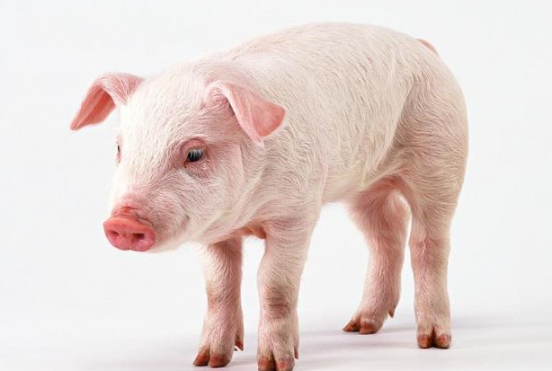 2021年01月08日全国各省市15公斤仔猪价格行情报价，从800元/头涨回到1000元/头，该补栏还是观望？