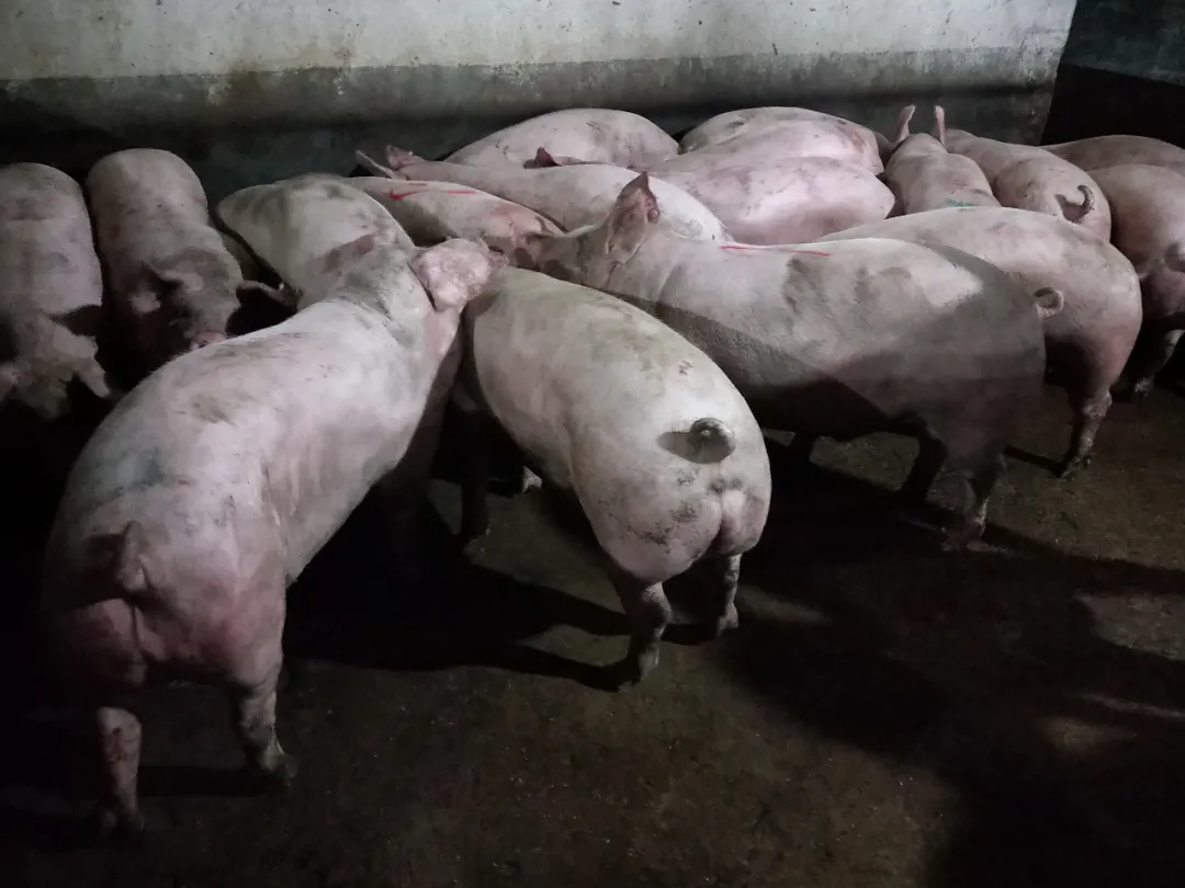 台当局宣布开放进口使用瘦肉精的美国猪肉