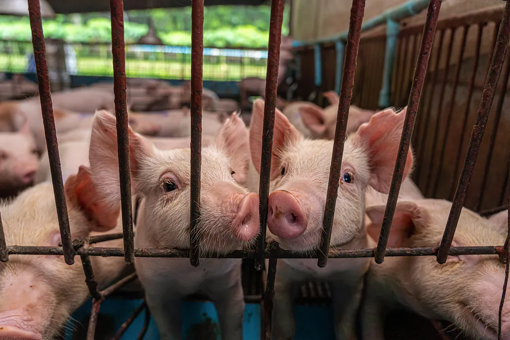 台当局宣布开放进口使用瘦肉精的美国猪肉
