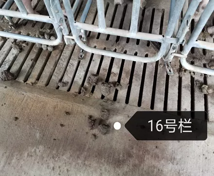 使用海大猪料5天后便秘改善情况