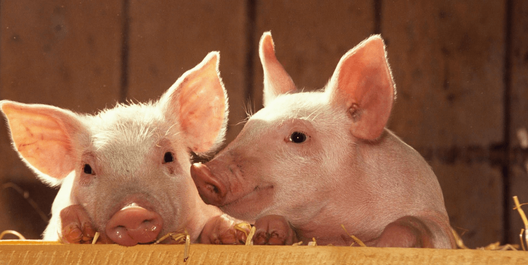2021年01月10日全国各省市20公斤仔猪价格行情报价，辽宁省仔猪均价为2200元/头！