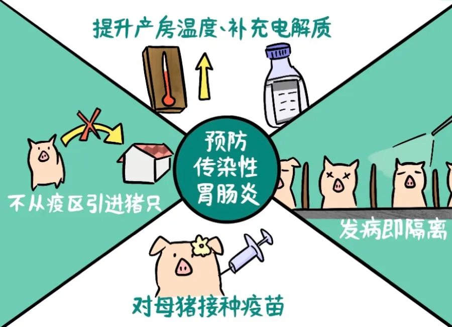 仔猪杀手-猪传染性胃肠炎，该如何防治？