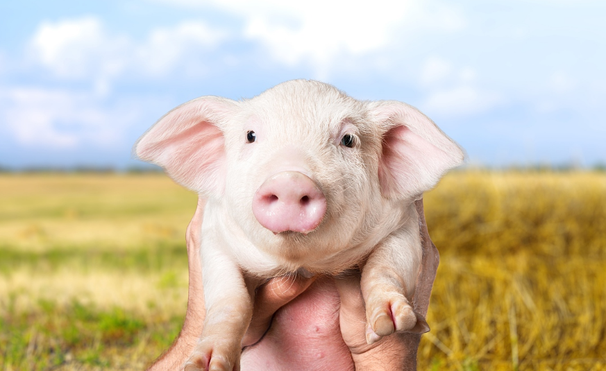 1月11日10公斤仔猪价格，仔猪市场“未饱和”，仔猪还能涨？