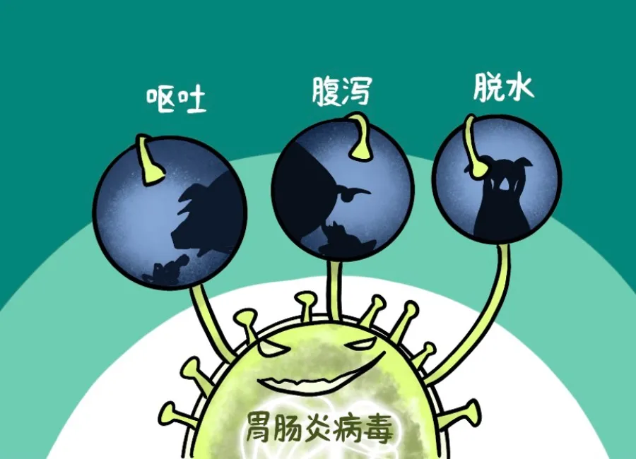 仔猪杀手-猪传染性胃肠炎