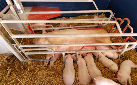 猪场管理：疫情状态下，猪病综合防治的4项措施！