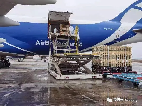 “法国种猪”空降贵定