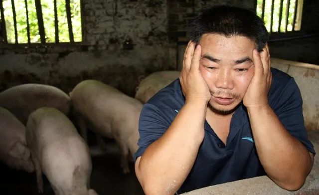 猪企卖猪业绩喜人，猪肉缺口仍超千万吨！猪价下跌是“假象”？