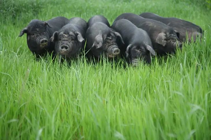 区区40年中华土猪岌岌可危！肉肥、长得慢？土猪该如何翻身？