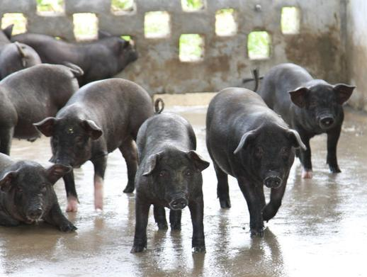 区区40年中华土猪岌岌可危！肉肥、长得慢？土猪该如何翻身？