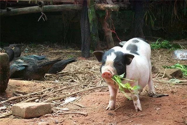 国务院专家要求禁止农村散养猪
