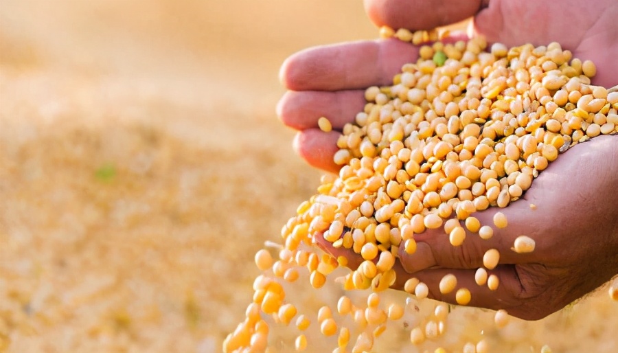 1月12日饲料原料，豆粕供需两旺，玉米暴涨“节奏点”在国内？