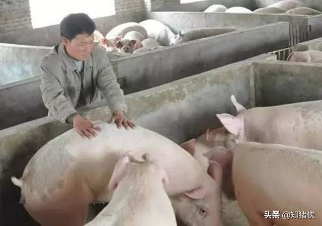 猪病越来越难治了？这3大用药禁忌，养猪人要远离
