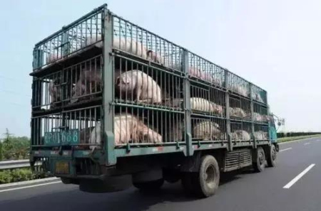 龙大肉食：2020年销售生猪31.85万头 同比增长25.94％