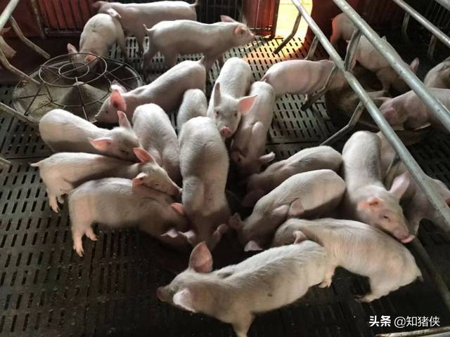 猪病越来越难治了？这3大用药禁忌，养猪人要远离