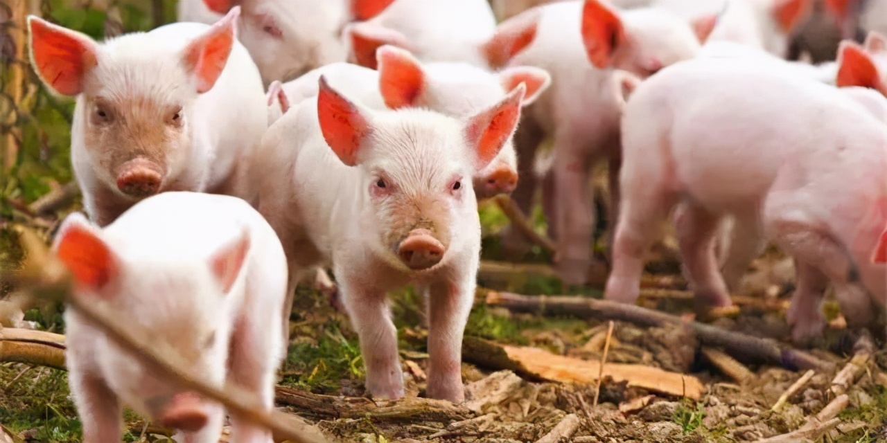 1月13日20公斤仔猪价格，仔猪涨成本涨，养猪利润还涨了？