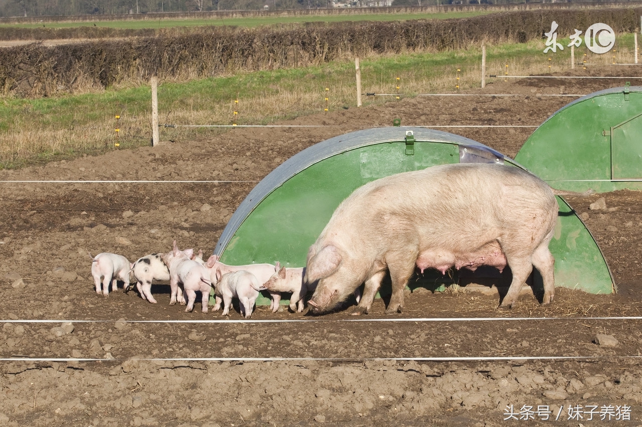 快收藏！养猪人多年建设猪场经验，减少新手养猪人损失！