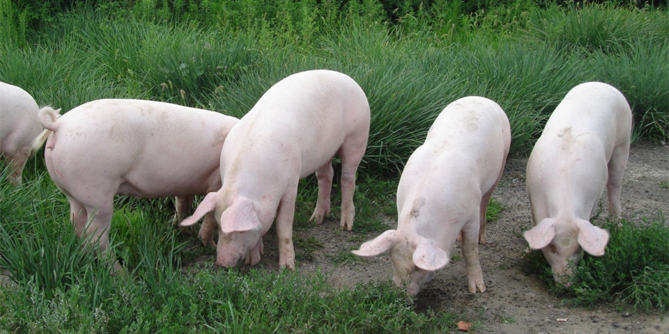 中国生猪养殖产业的集中度快速提升，随之而来的是生猪“寡头垄断”之忧？