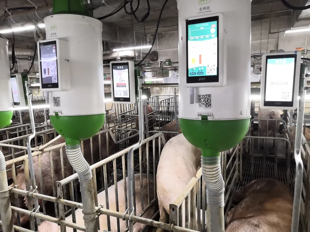母猪养殖的核心就在于“查情配种”，智能机器查情比人工查情准确率更高？