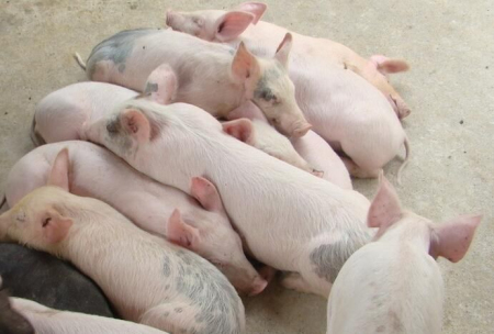 2021年01月16日全国各省市20公斤仔猪价格行情报价，仔猪价格基本保持小幅上涨，主流价在1500/头