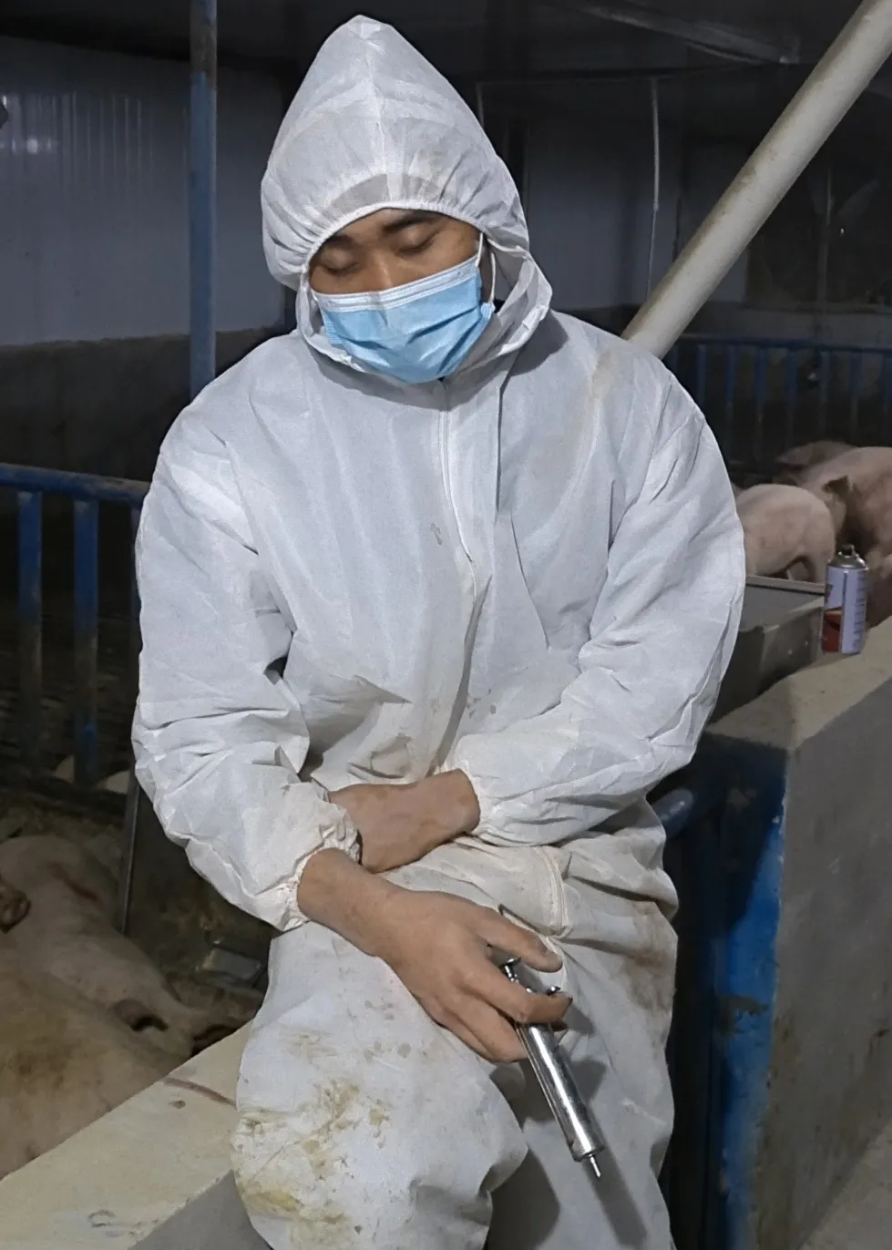 张永奎为猪群免疫工作间隙