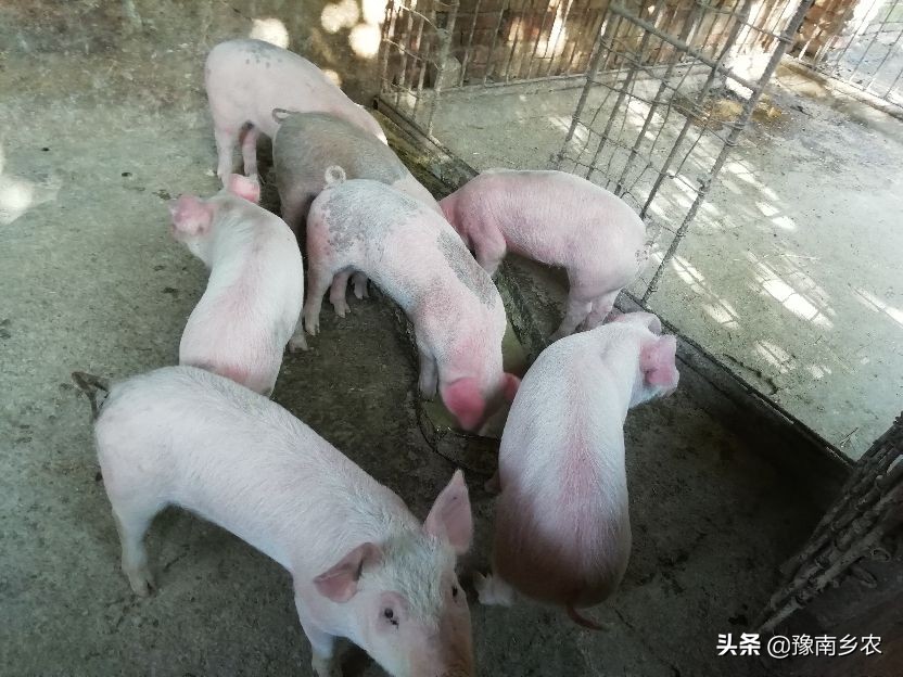 喂养母猪是繁殖猪仔赚钱还是自繁自养成肥猪合算？老农落袋为安好