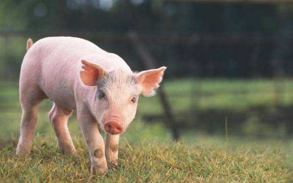 2021年01月18日全国各省市15公斤仔猪价格行情报价，近期呈现小幅上涨，直接反应生猪市场依然缺猪
