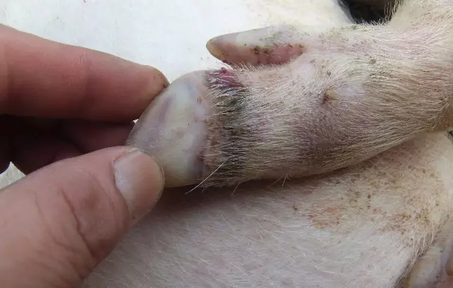猪场冬季高发疾病，猪只应激伤不起