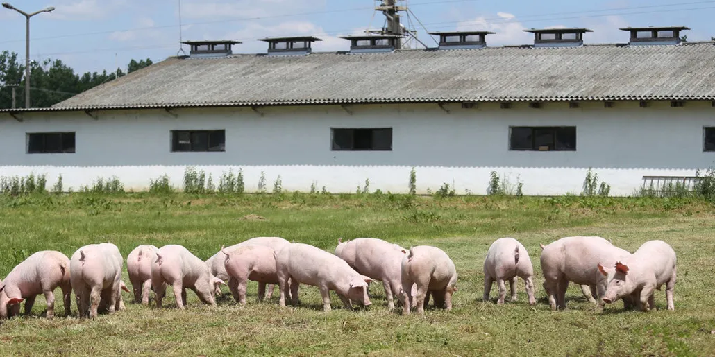 2020年猪肉产量4113万吨