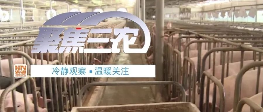 春节临近，猪肉价格又“抬头”!