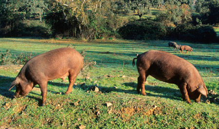 海大国外引种2000头布局养猪，巨资打造的首个生猪核心育种场