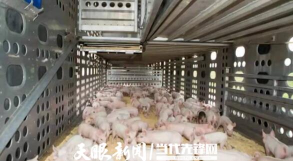 贵州：生猪产业素质有提升 规模建设有成效