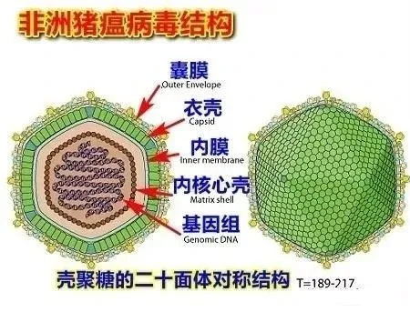 非瘟病毒结构