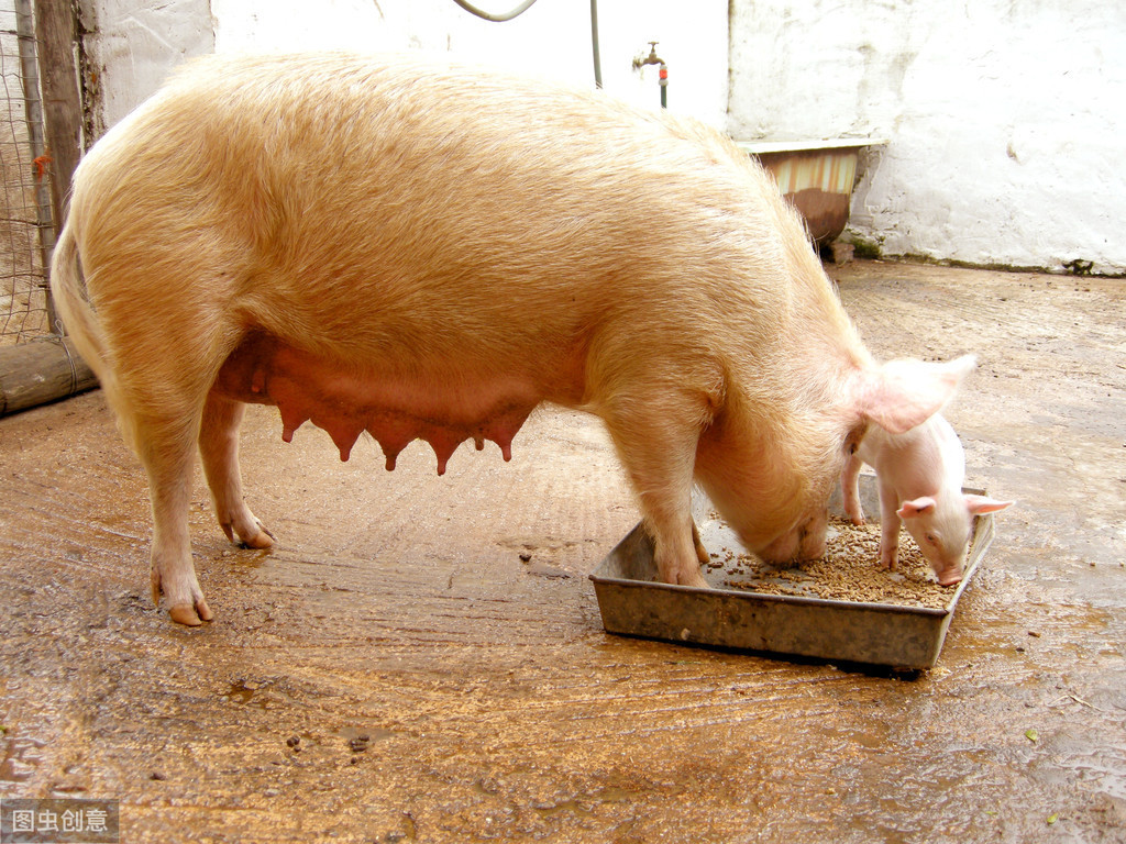 母猪各阶段饲料营养配方！不同时期的母猪饲料怎么进行搭配？