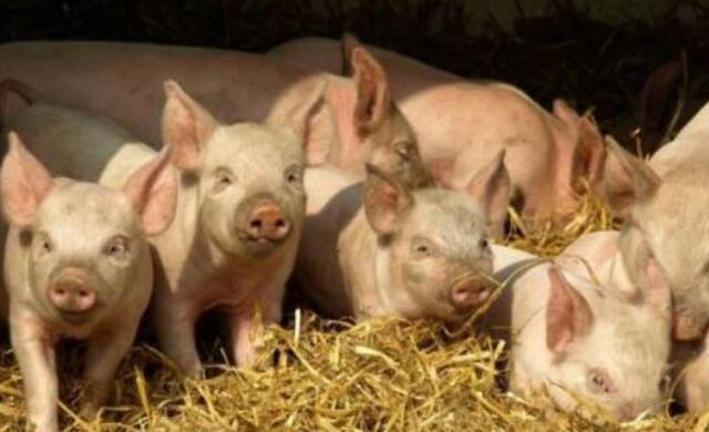猪场饲养管理：怎么才能养好猪？