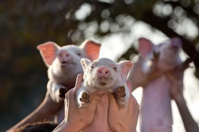 1月21日20公斤仔猪价格，仔猪连涨7周，养殖户高价卖仔猪？