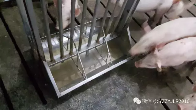 生物安全篇｜规模猪场物料生物安全管理及有关制度