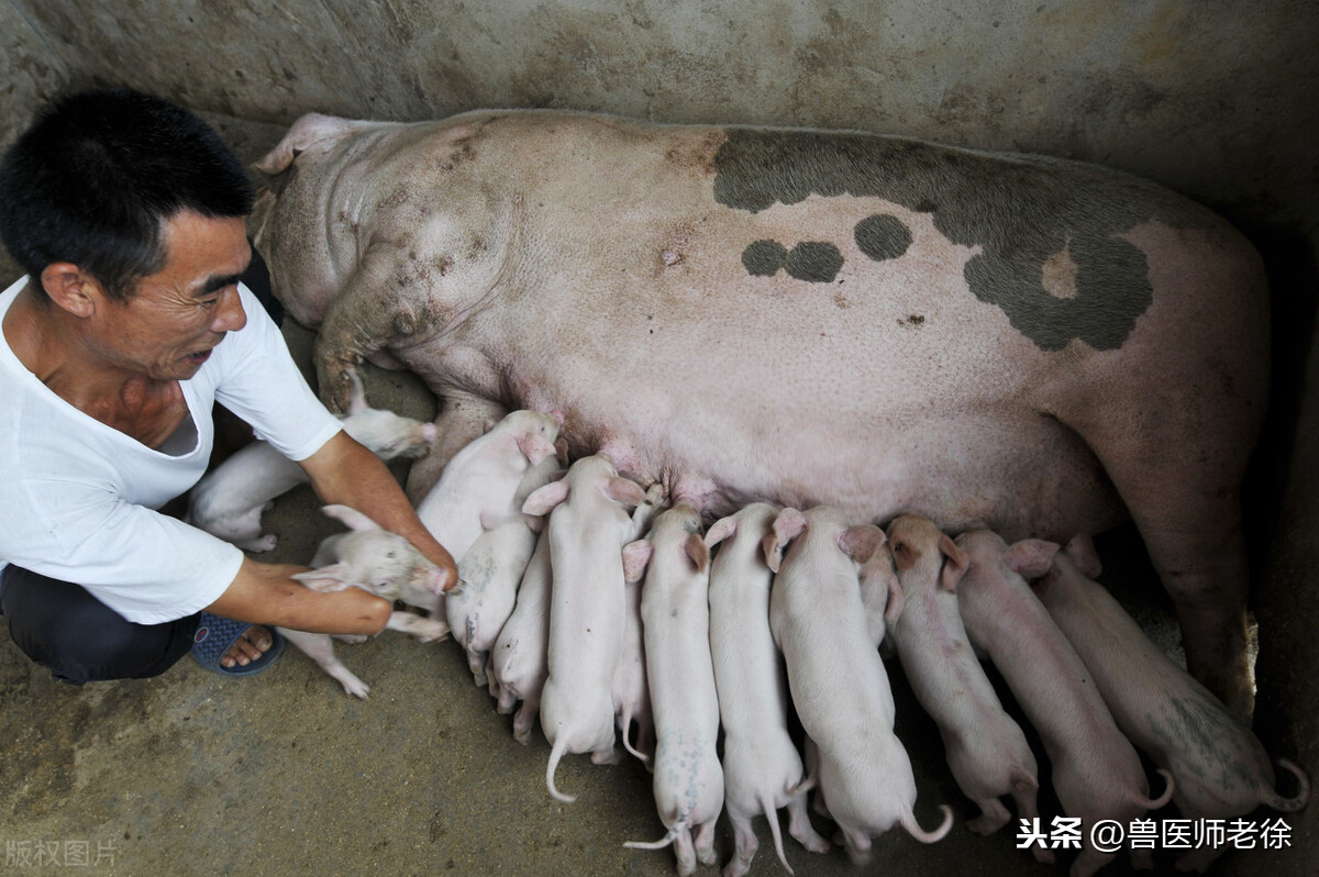 母猪一天吃多少料？猪场老兽医无私分享，养猪新手学会不花冤枉钱