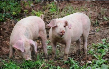 2020年12月广东省生猪产销形势分析——生猪期末存栏量保持增长、生猪产业上下游市场行情全部企稳上涨