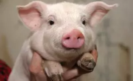 2021年01月22日全国各省市种猪价格报价表，今年猪场的变化之一就是清退三元母猪