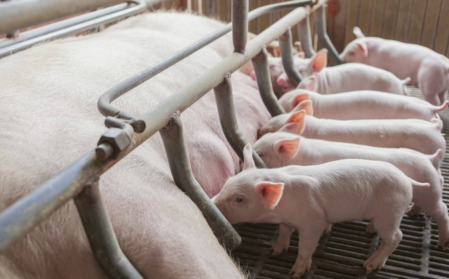 干料、湿料大比拼，用数据说明到底哪一种对保育猪效果最好