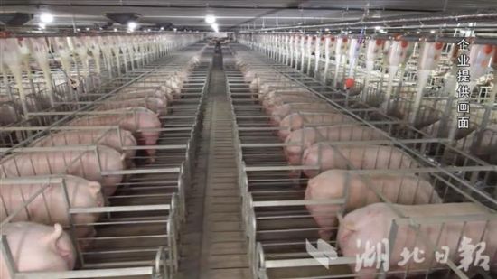 2020年湖北生猪存栏达2167万头，春节期间能保障猪肉供应充足