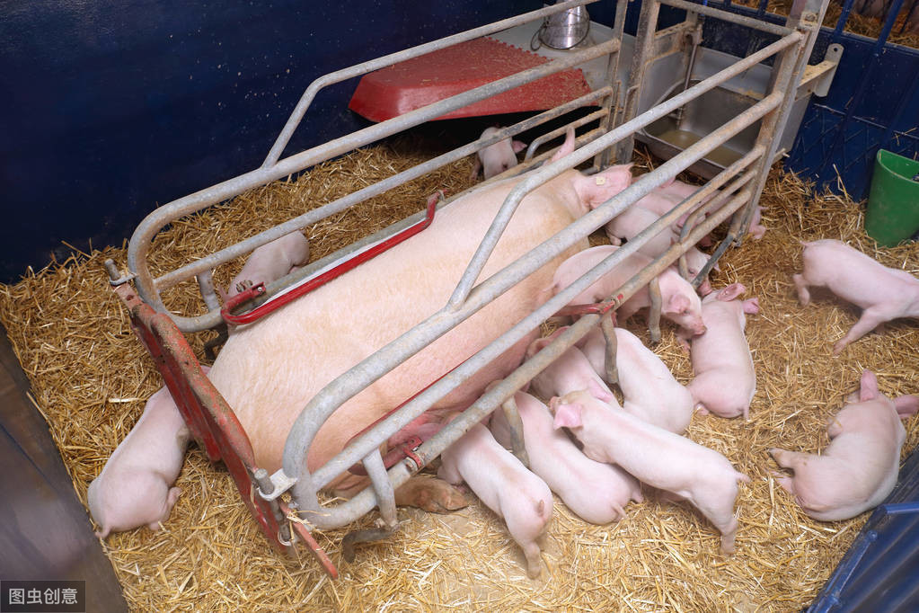 养猪技术：母猪产仔常见问题总结，养母猪一定要懂